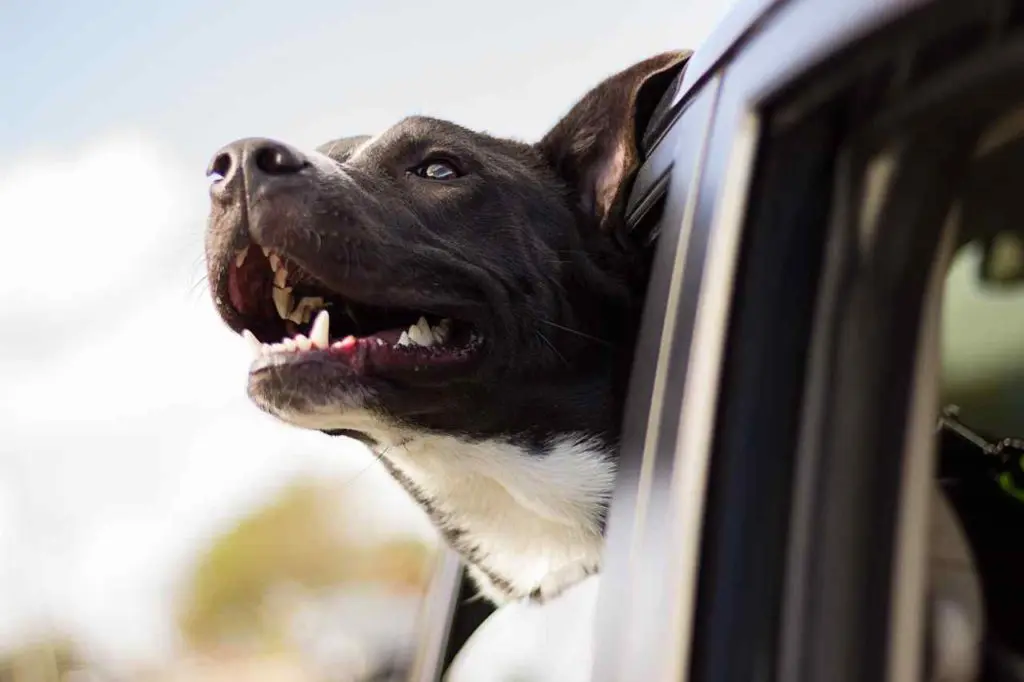 road trip packing list for pets