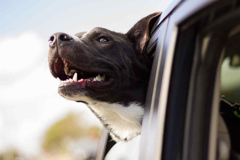 Safe driving distance in one day with pets