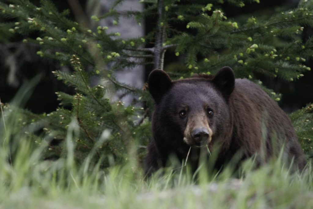 Seeing bears is one of the most exciting things to do in Whistler in Summer