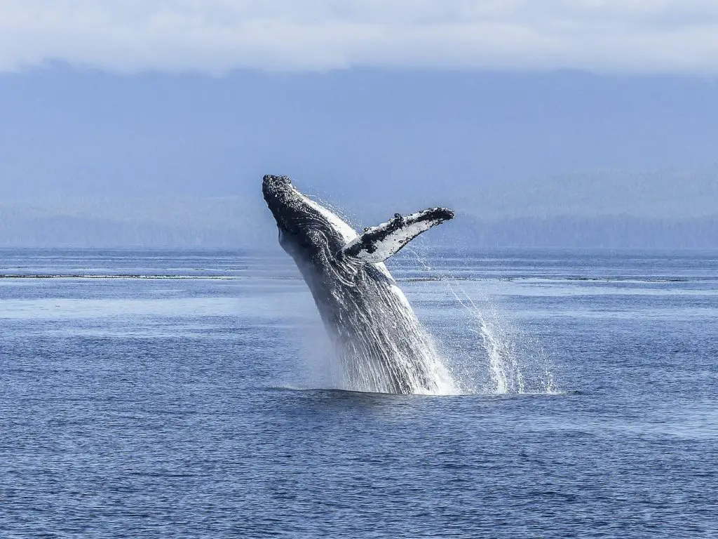 Whale watching is one of the most impressive things to do in Tofino