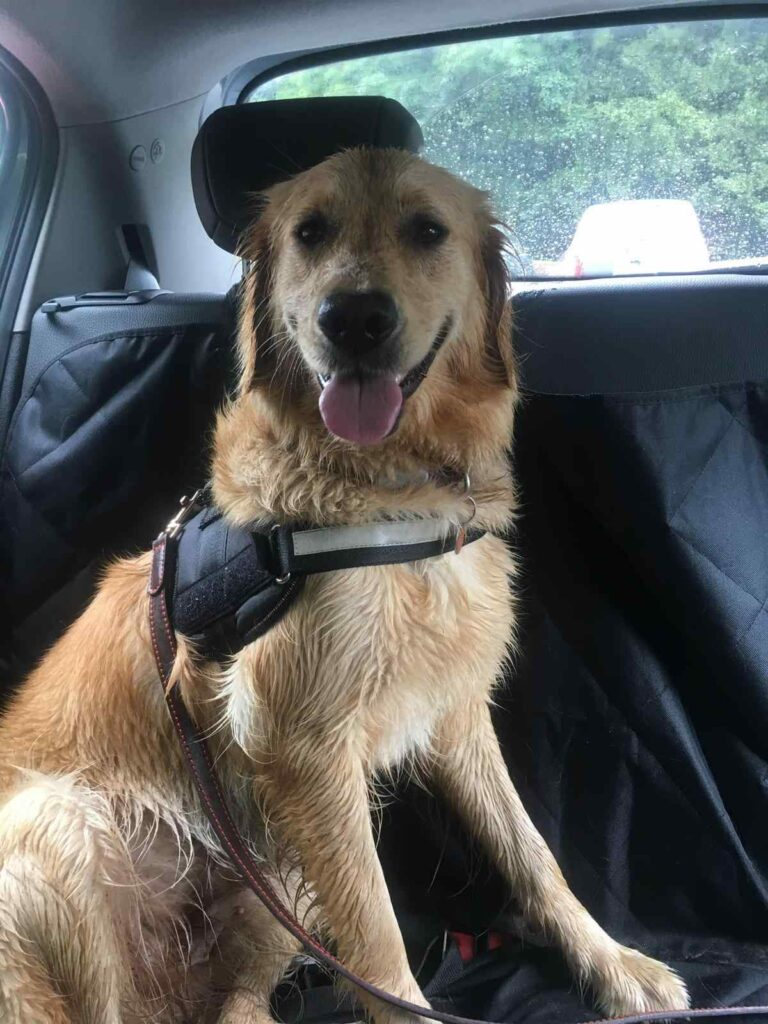 Harley the Golden Retriever strapped in the back of the car ready for a road trip