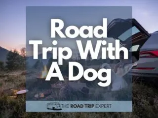 Road Trip With A Dog new featured image