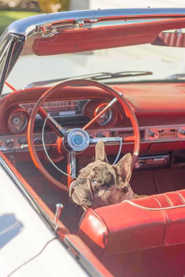 how to road trip with your dog