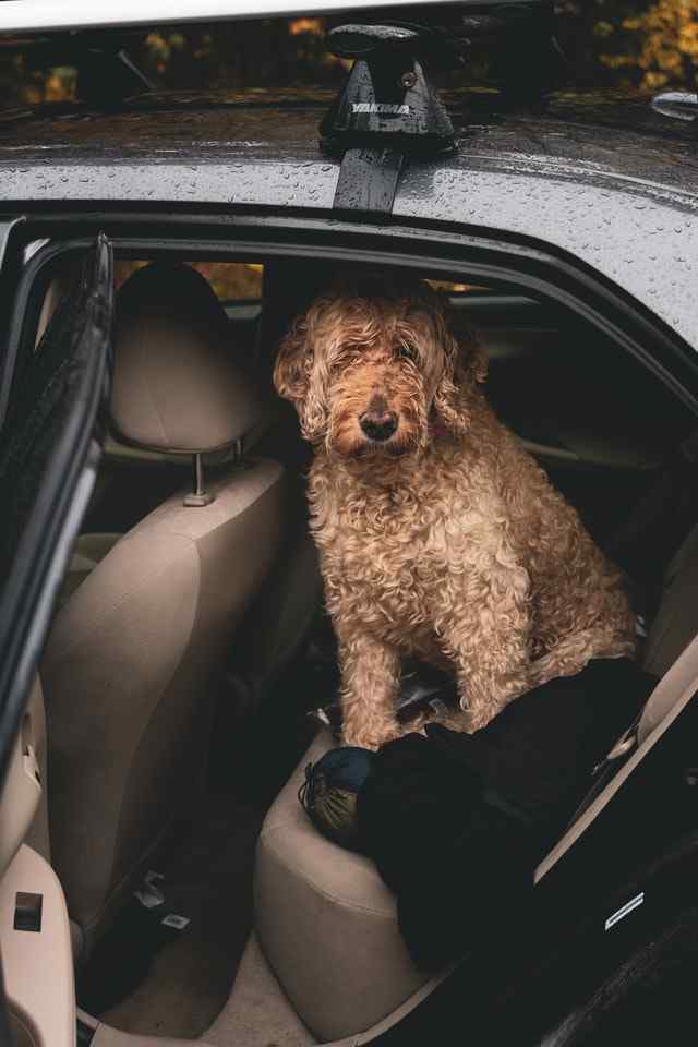 Dog car motion sickness causes