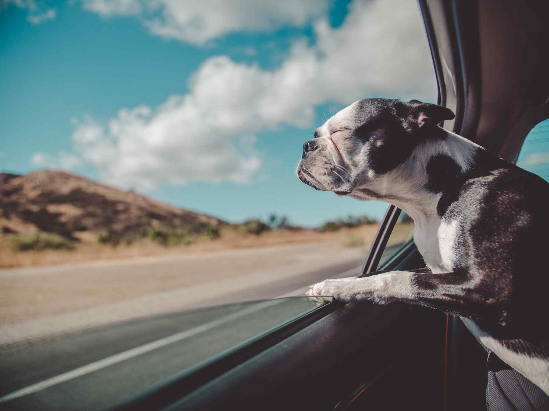 Dog car sickness and anxiety
