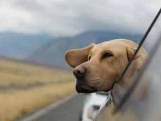 remove dog hair from car