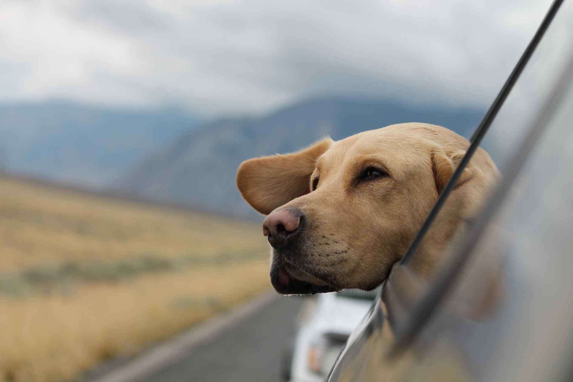 How To Remove Dog Hair From The Car (9 Top Tips and Prevention)