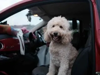 Leave dog in car
