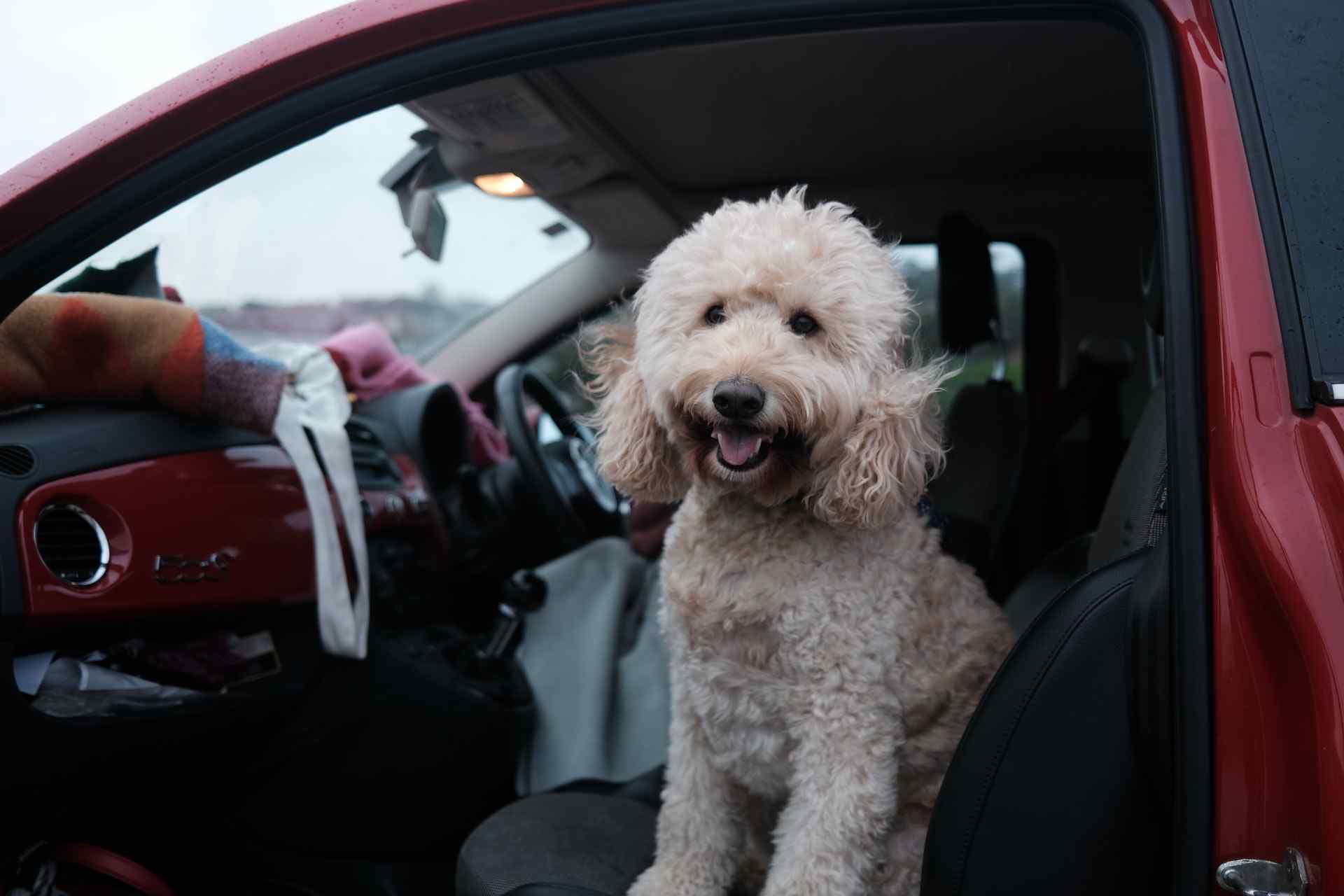 Is It Illegal To Leave Your Dog In A Car? (Safety Tips & Laws)