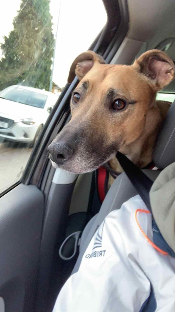 Leaving dog in car