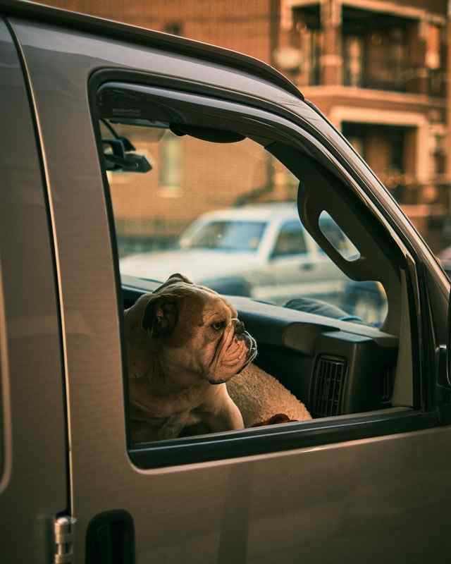 Leaving dog in car AC