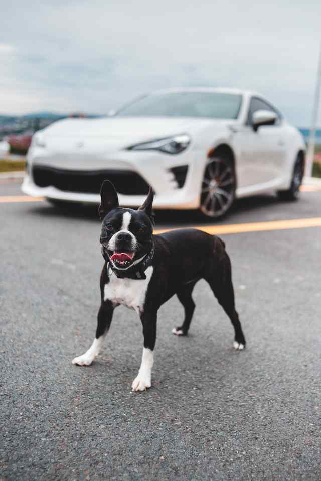 Leaving dog in car law