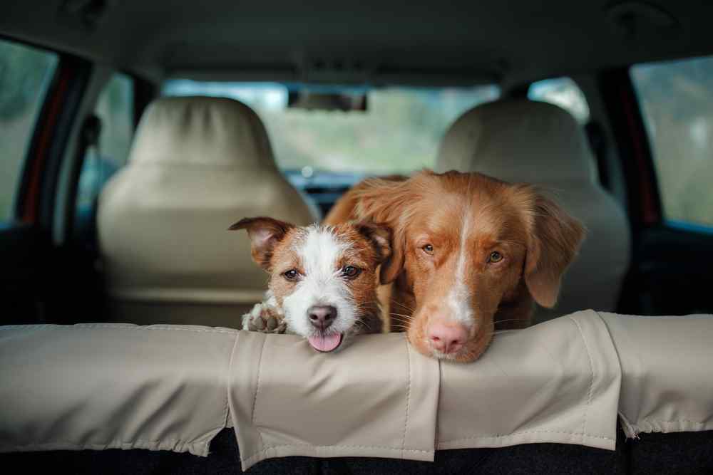 Remove dog smell from car
