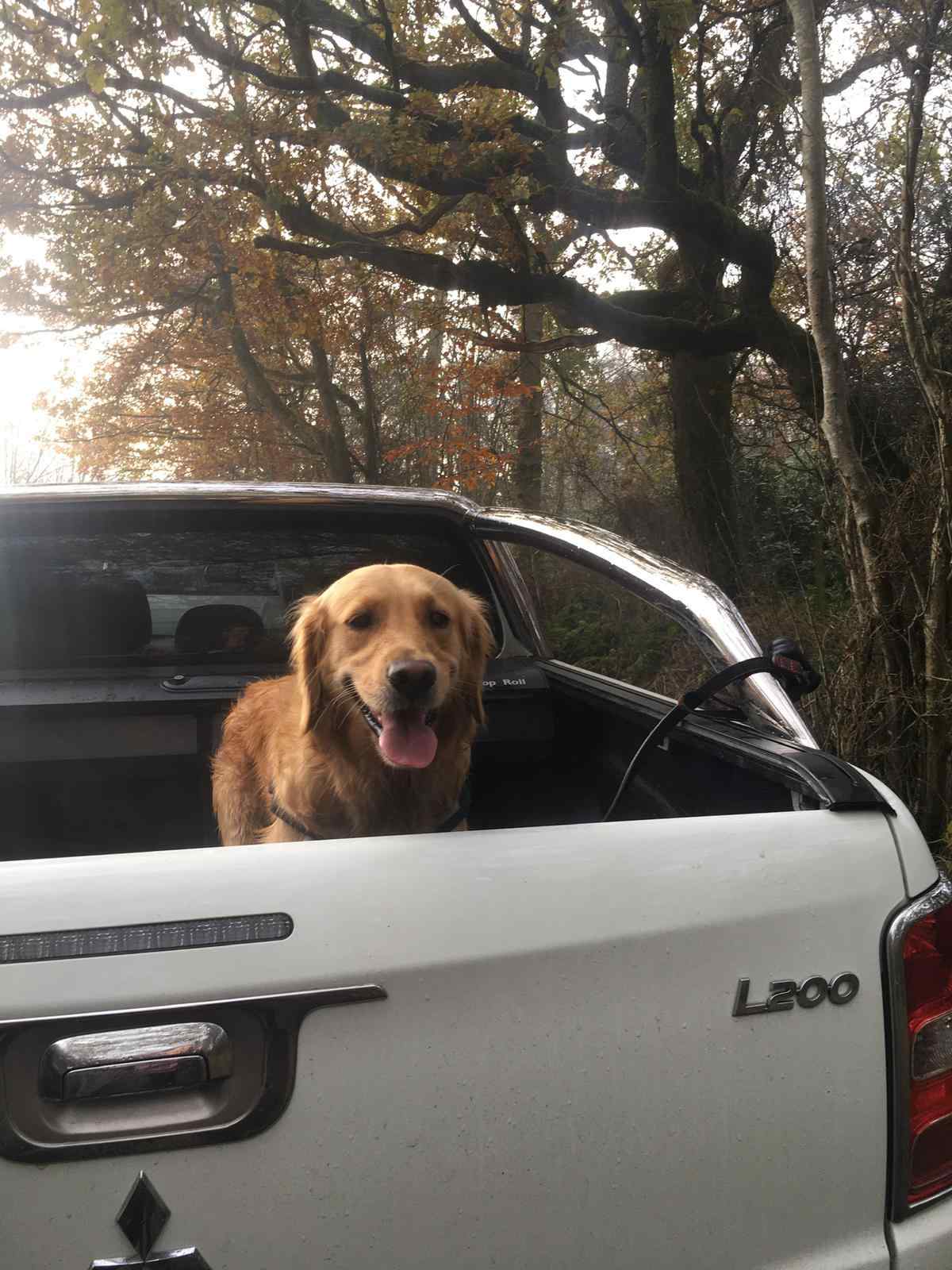 How To Remove Dog Smell and Pee Stains From Your Car