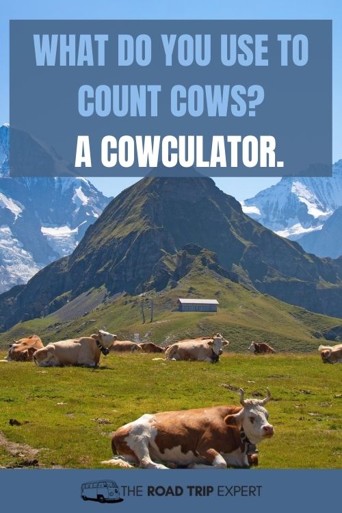 Road Trip Joke About Cows