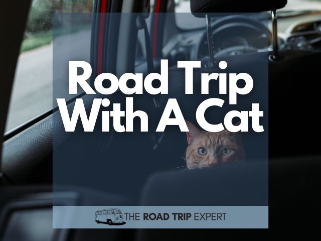 How To Road Trip With Your Cat (Including Packing Tips)