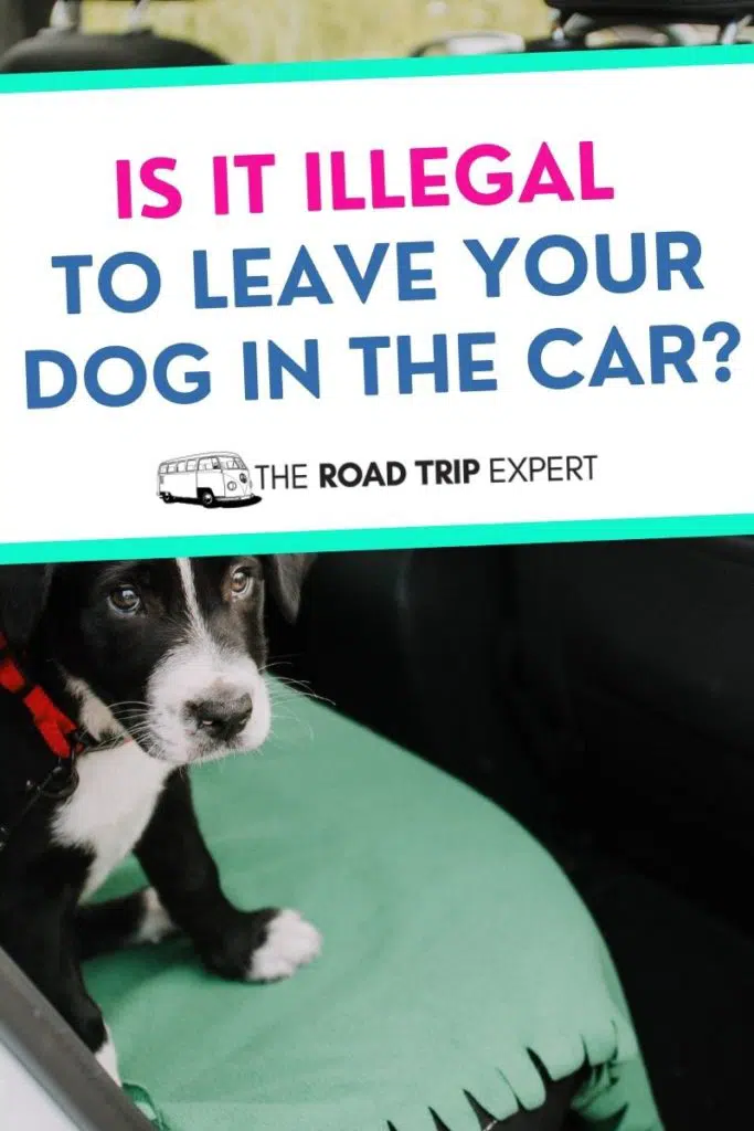 leave your dog in the car pinterest pin