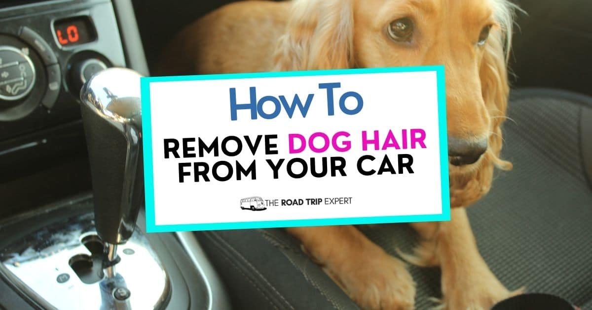 How To Remove Dog Hair From The Car (9 Top Tips and Prevention)