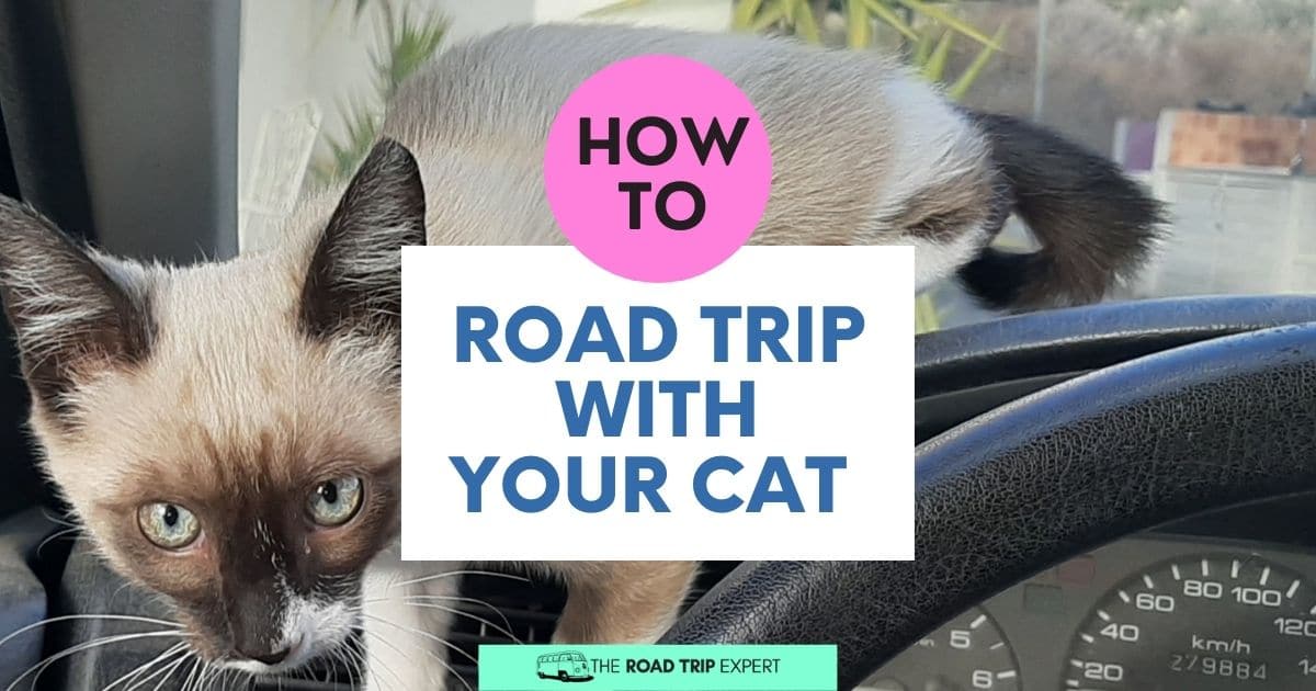 How To Road Trip With Your Cat (Including Packing Tips)