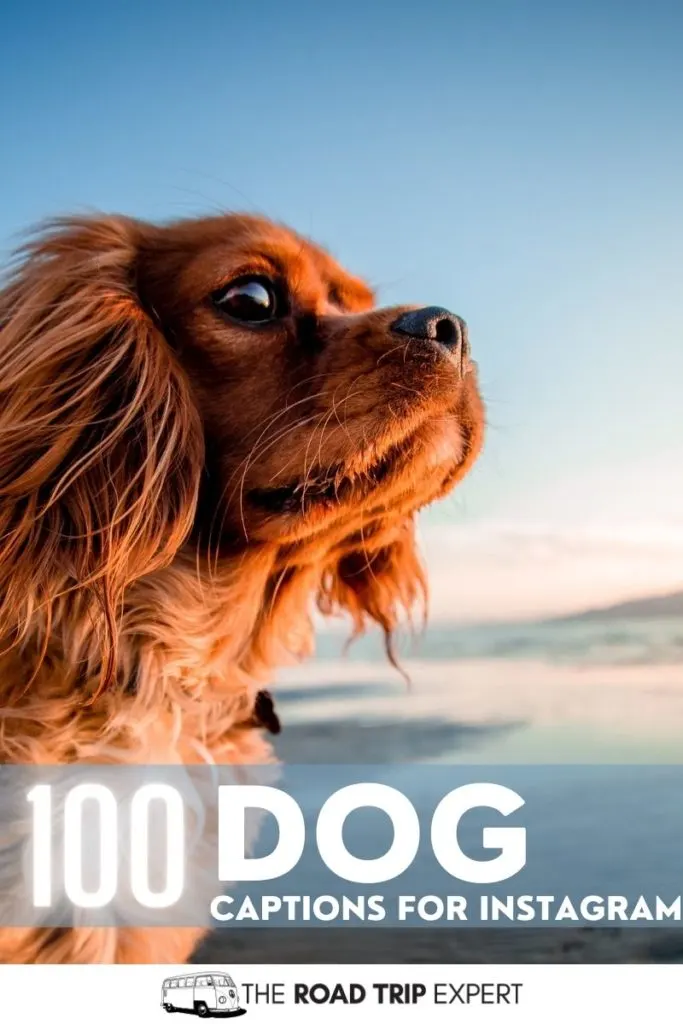 Dog Captions for Instagram pinterest pin