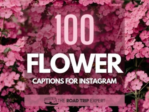 100 erstaunliche Blumenunterschriften für Instagram (mit Zitaten!)