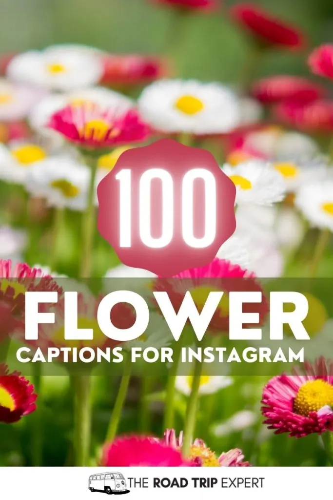 Flower Captions for Instagram pinterest pin