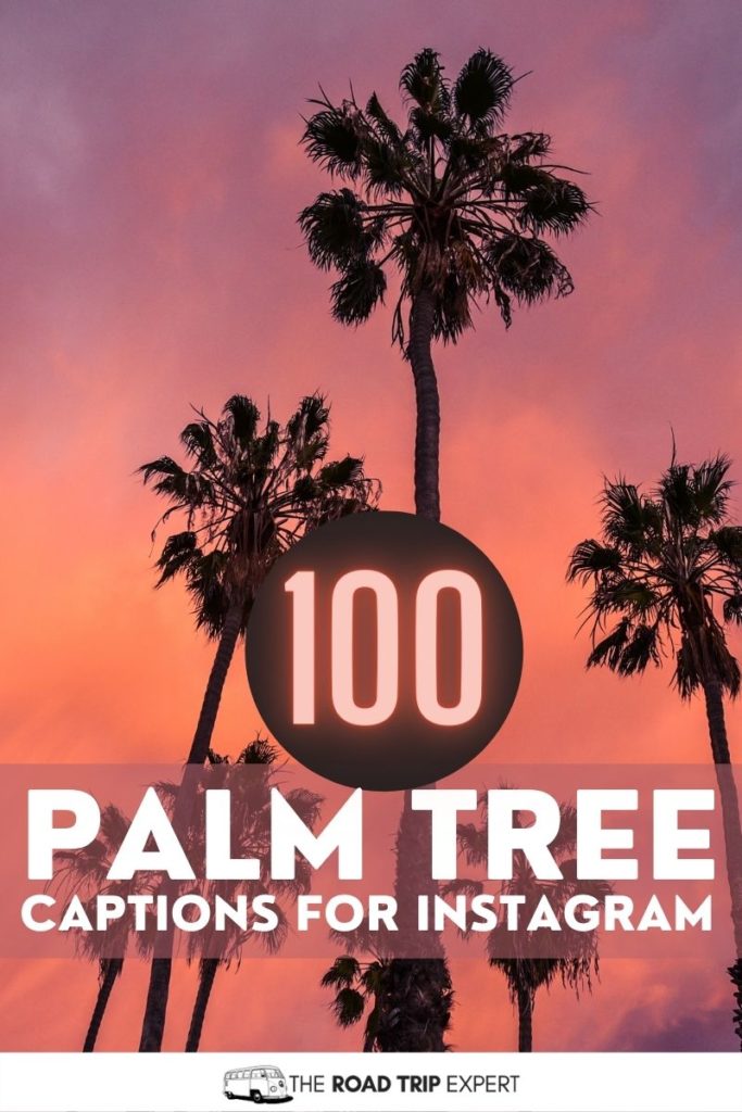 Palm Tree Captions for Instagram pinterest pin