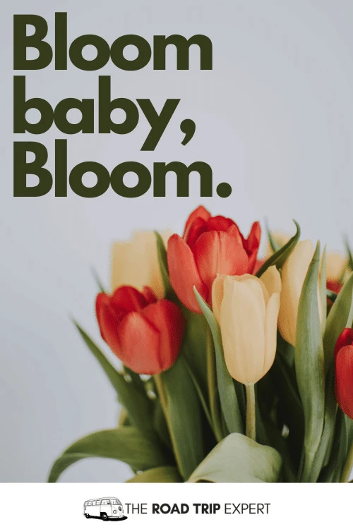 100 Amazing Flower Captions for Instagram (With Quotes!)