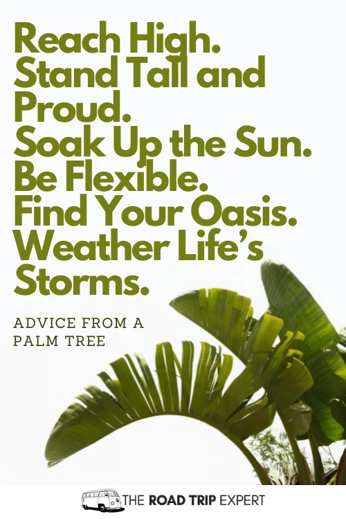palm tree quote