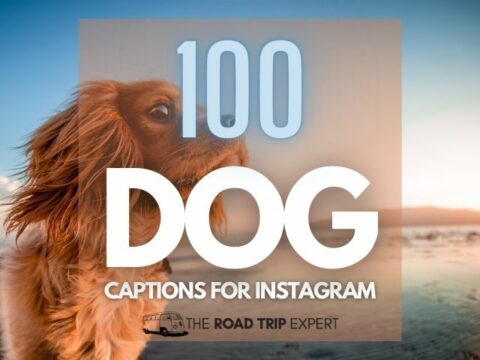 100 Fantastic Dog Captions for Instagram