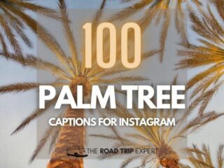 Palm Tree Captions for Instagram featured image