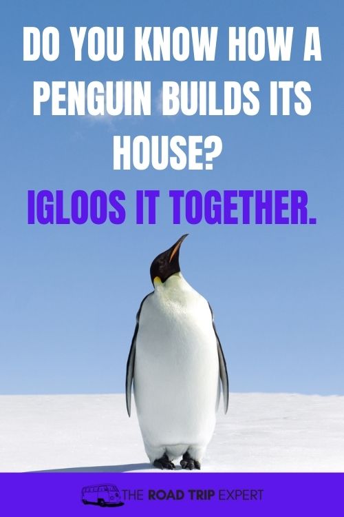 road trip joke about penguins