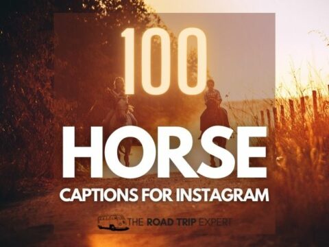 100 Beautiful Horse Captions for Instagram