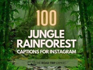 Rainforest Jungle Captions for Instagram Featured Image