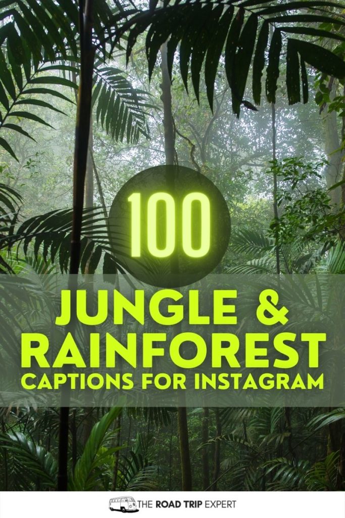 Jungle and Rainforest Captions for Instagram Pinterest pin