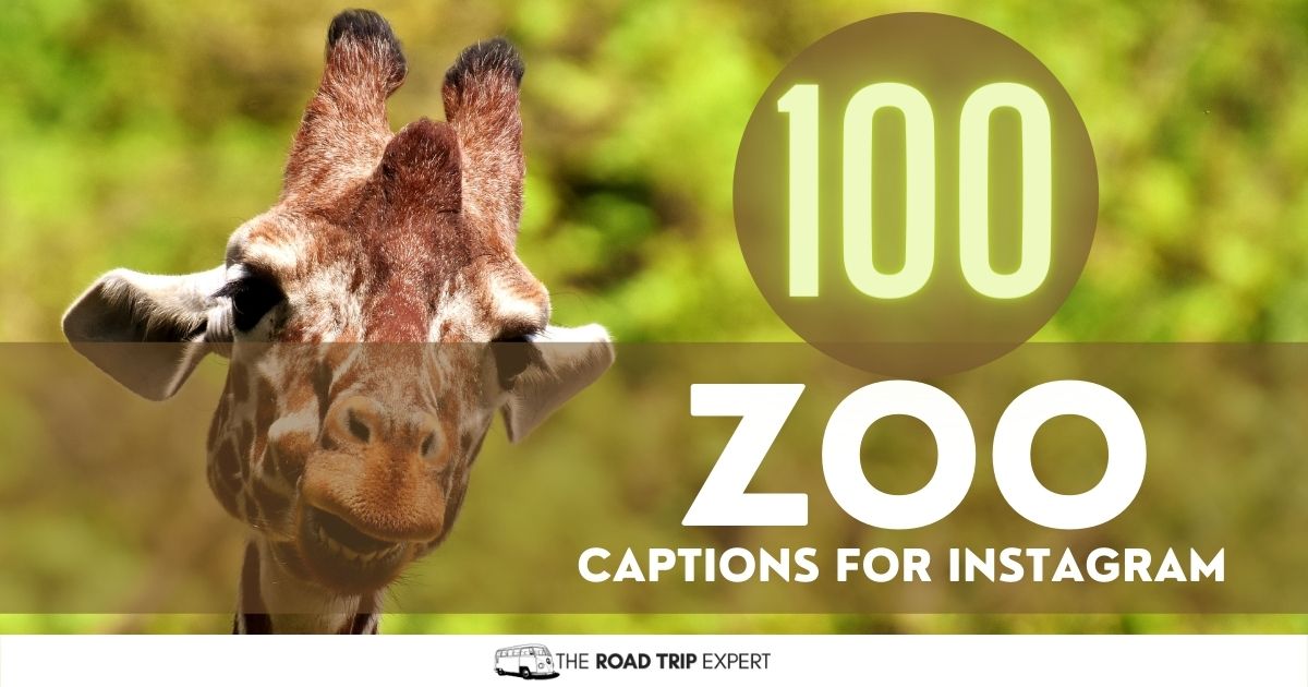 100 Incredible Zoo Captions for Instagram (Hilarious Puns!)