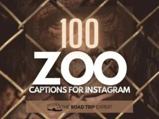 Zoo Captions for Instagram featured image