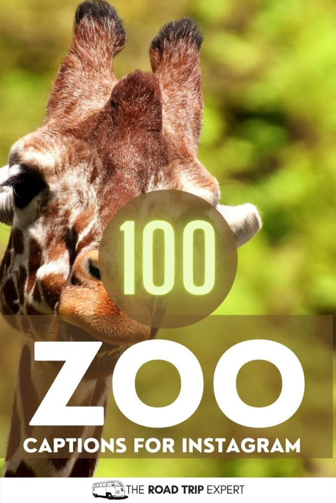 Zoo Captions for Instagram pinterest pin