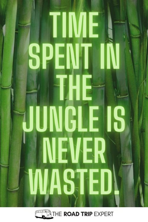 jungle instagram captions