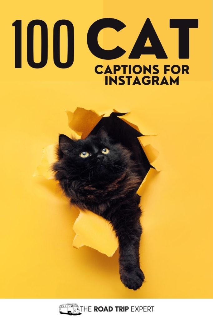 Cat Captions for Instagram Pinterest pin
