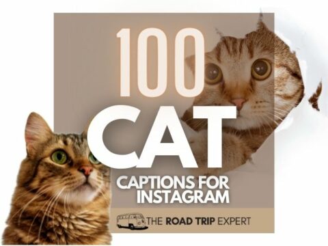 100 Funny Cat Captions for Instagram