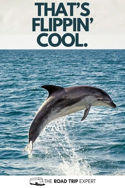 Dolphin Caption