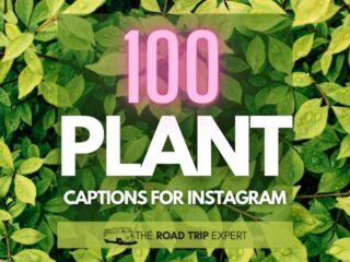 Plant Captions for Instagram featured image