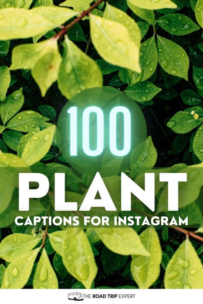 Plant Captions for Instagram pinterest pin