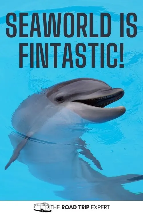 SeaWorld Instagram Captions