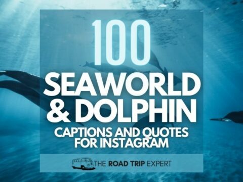 100 Fantastic Dolphin Instagram Captions and SeaWorld Quotes