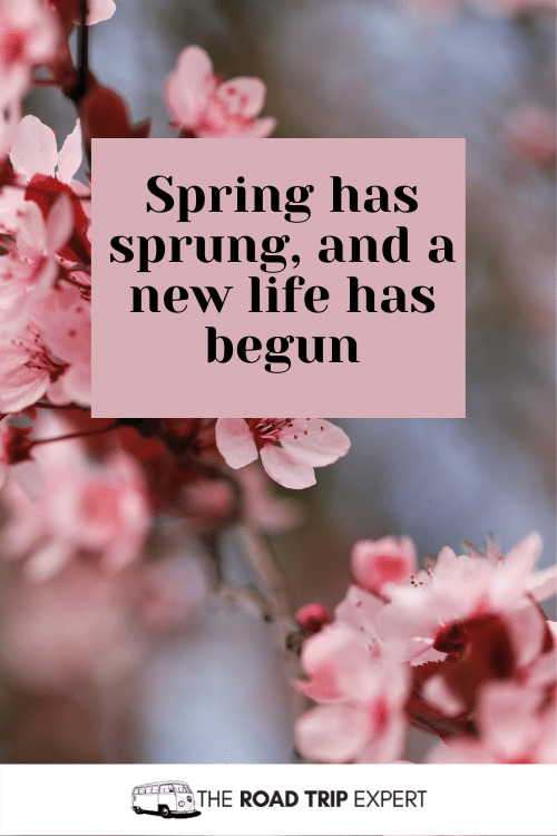 Instagram Spring quotes