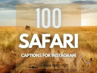 Safari Captions for Instagram featured image