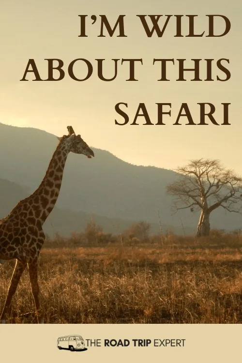 Safari Pun