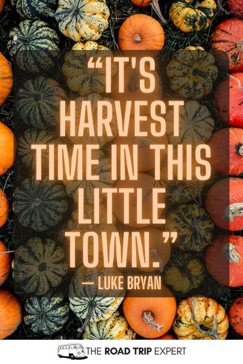 Pumpkin Patch Quotes for Instagram